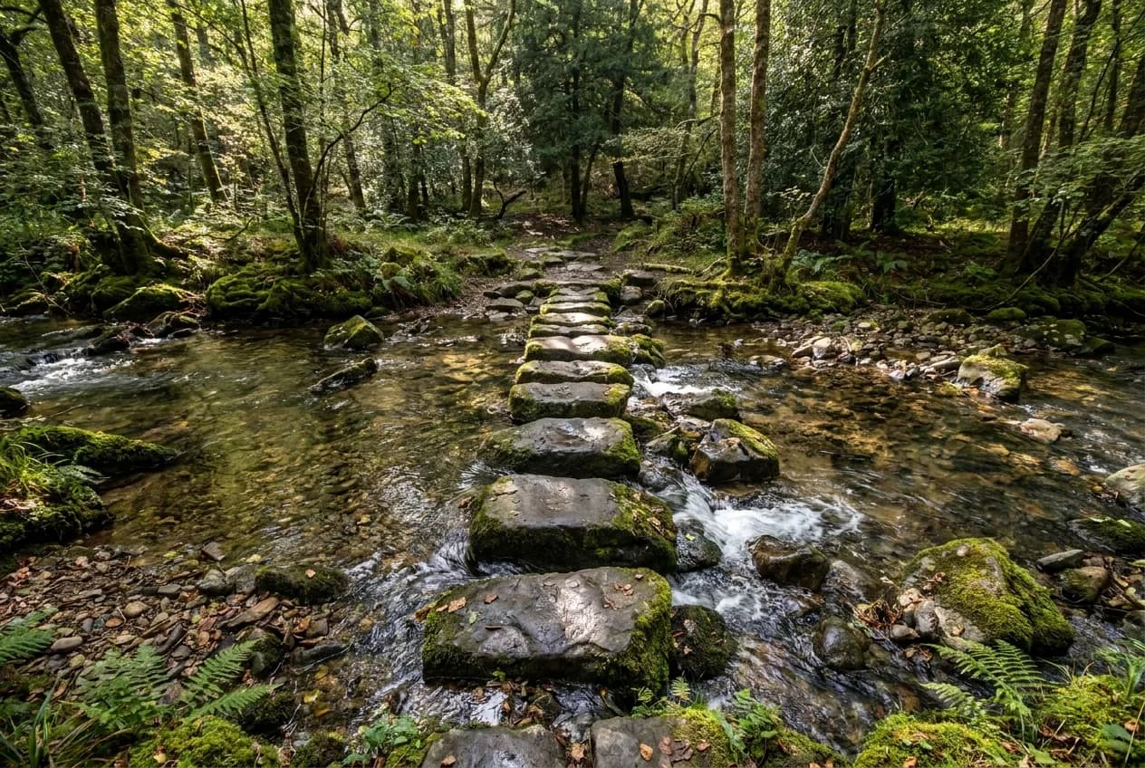 Natural stepping stones crossing a clear forest stream in dappled light, a staged path to the far side