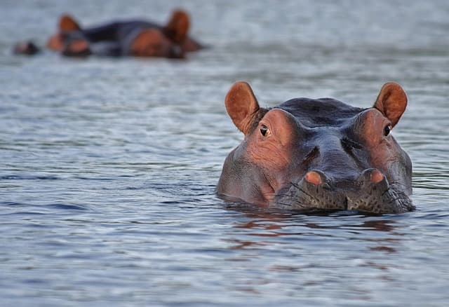 Hippo, not HIPAA, but still.